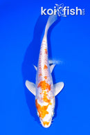 6.75" ARAGOKE KIKUSUI