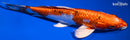 9" GINRIN YAMATO NISHIKI