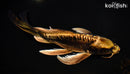 11" KIN KIKOKURYU BUTTERFLY