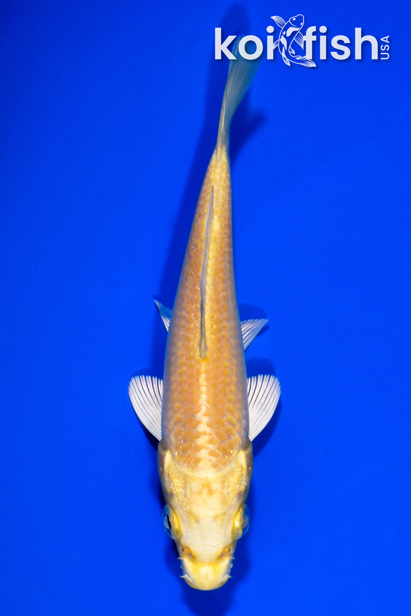 5" YAMABUKI OGON