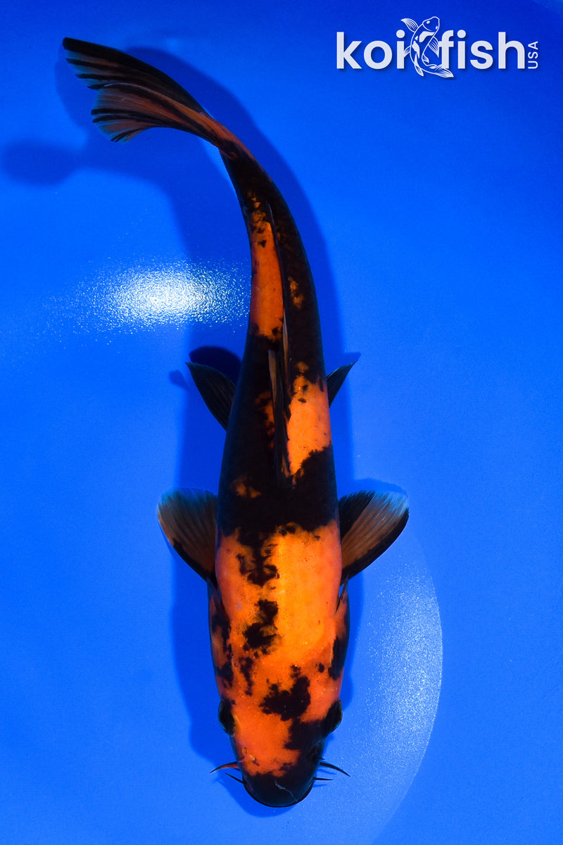 10.25" HI UTSURI