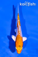 4.5" KIKUSUI