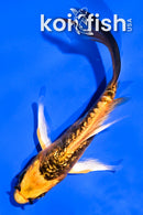 4.5" GINRIN KIN KIKOKURYU BUTTERFLY