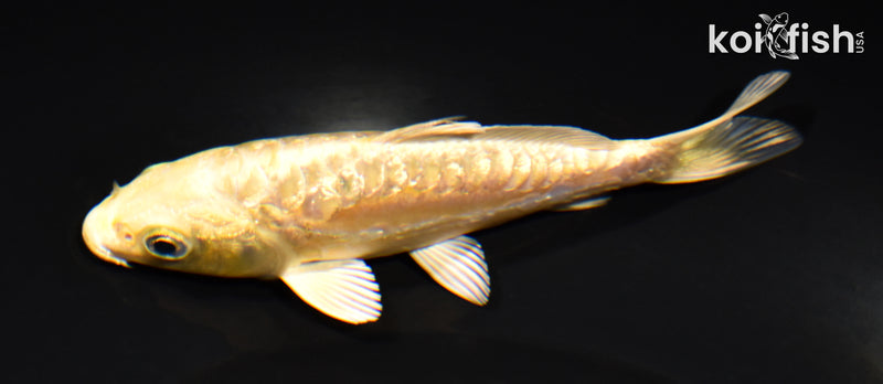 4.75" GINRIN ARAGOKE YAMABUKI OGON