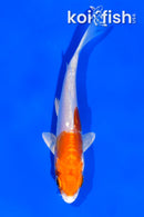 4.5" KIKUSUI