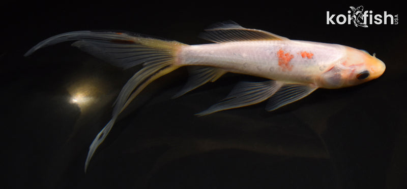 8.5" SARASA COMET GOLDFISH
