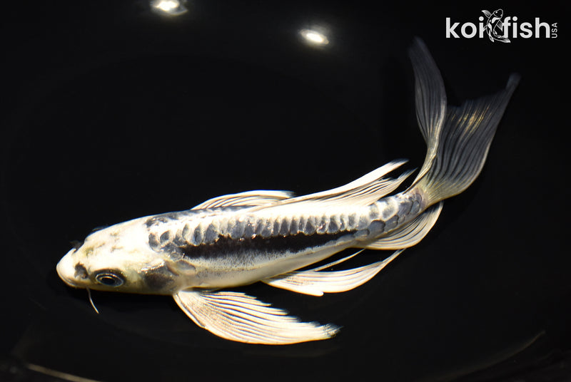 9" GINRIN ARAGOKE KIKOKURYU BUTTERFLY