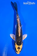 5.5" KIN KIKOKURYU