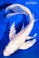 9.25" PLATINUM OGON BUTTERFLY