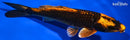 6.75" KIN ORENJI MATSUBA