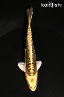 5" KIN KIKOKURYU