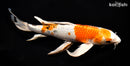 9.5" YAMATO NISHIKI BUTTERFLY