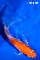 5.25" HARIWAKE BUTTERFLY