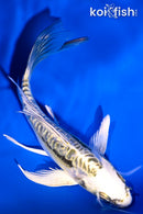 5" ARAGOKE KIN KIKOKURYU BUTTERFLY