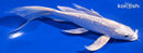 6.75" GINRIN PLATINUN OGON BUTTERFLY