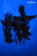PACK OF (3) 4.75-5.5" TELESCOPE FANTAIL GOLDFISH