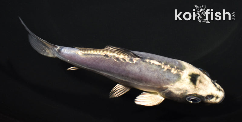 5" GINRIN KIKOKURYU