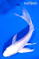 4.75" DOITSU PLATINUM OGON BUTTERFLY