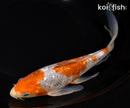 8.25" GINRIN OCHIBA SHIGURE BUTTERFLY
