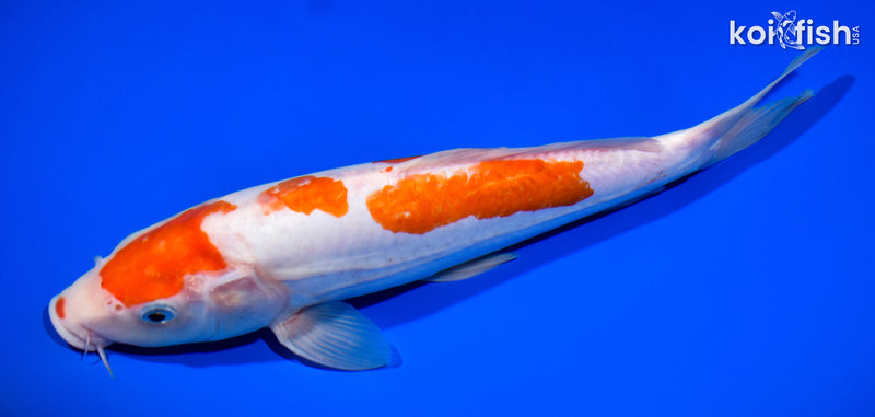11.75" KIKUSUI