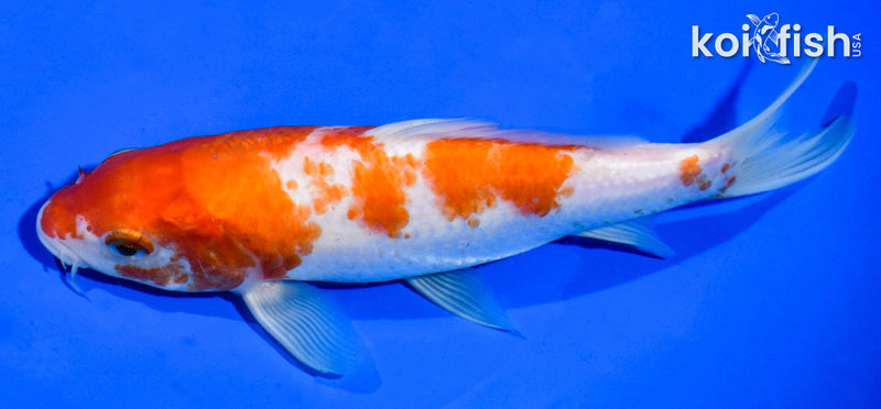 6.5" KOHAKU