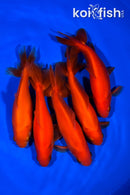 PACK OF (5) 5-5.25" WAKIN GOLDFISH