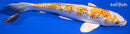 9.25" GINRIN YAMATO NISHIKI