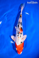 9.25" YAMATO NISHIKI