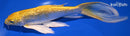 8.75" GINRIN YAMABUKI OGON BUTTERFLY