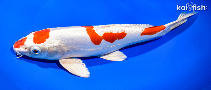 10.75" KIKUSUI