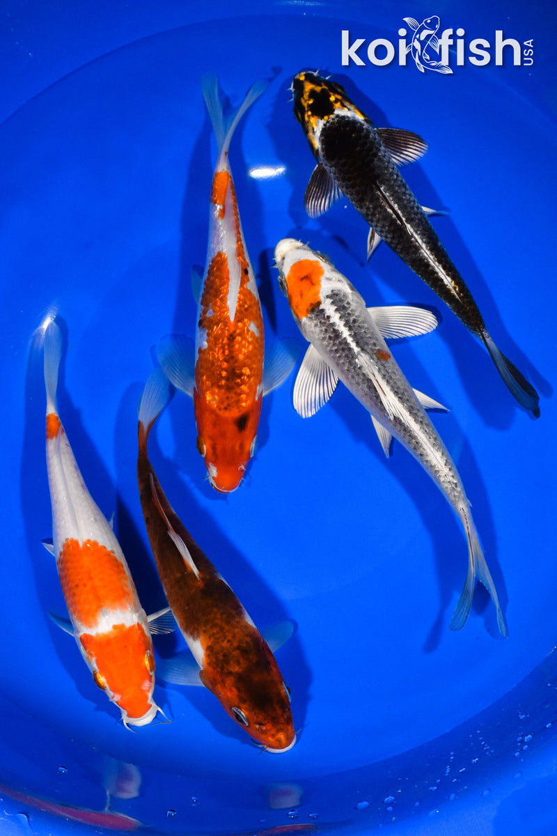 PACK OF (5) 6"-6.75" STANDARD KOI