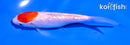 5" GINRIN KOHAKU