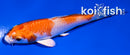 3.5" HARIWAKE