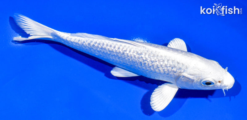 6.5" GINRIN PLATINUM OGON