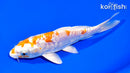 6.75" ARAGOKE KIKUSUI