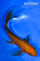 5.5" CHAGOI BUTTERFLY