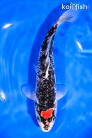 8.75" TANCHO GOSHIKI