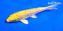 5" YAMABUKI OGON