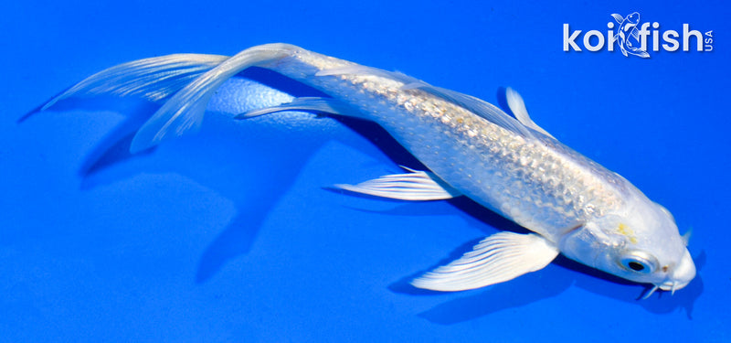 5.5" GINRIN PLATINUM OGON BUTTERFLY