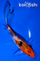 4.5" GINRIN YAMABUKI OGON