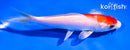 5.5" HARIWAKE