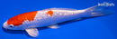6.75" GINRIN HARIWAKE