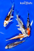 PACK OF (5) 3.75" STANDARD KOI