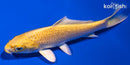 4.5" YAMABUKI OGON