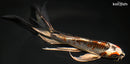 8.25" BENI GINGA BUTTERFLY