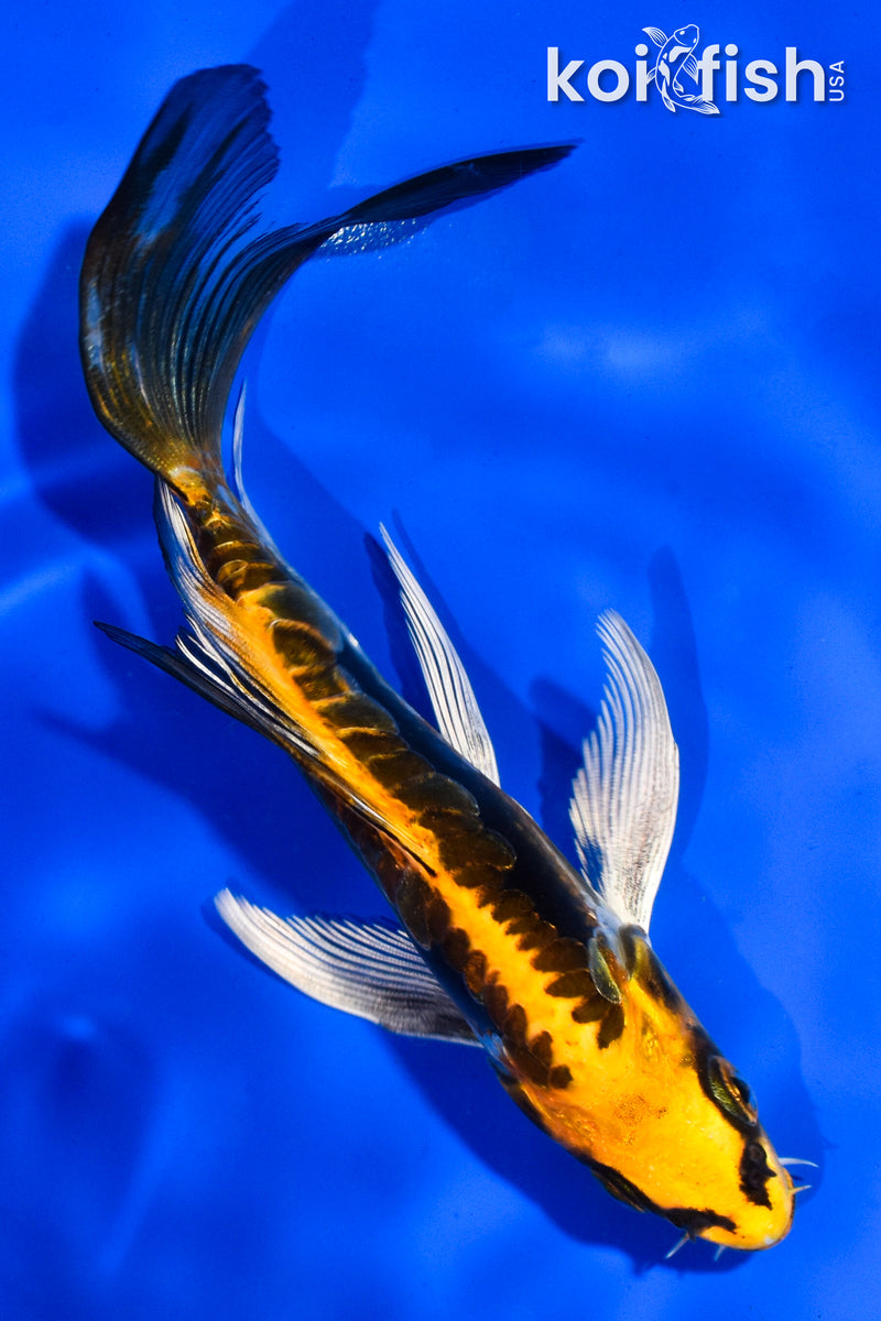 5.5" KIN KIKOKURYU BUTTERFLY