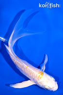 5.25" ARAGOKE LEMON HARIWAKE BUTTERFLY