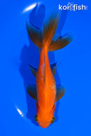 5" WATONAI GOLDFISH