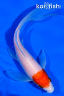 6" KOHAKU BUTTERFLY