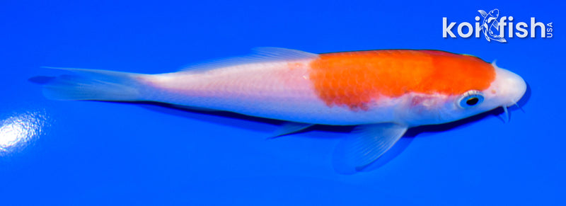 5.25" KOHAKU